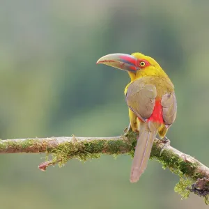 Saffron Toucanet Pteroglossus bailloni Atlantic Saffron Toucanet Pteroglossus bailloni Atlantic
