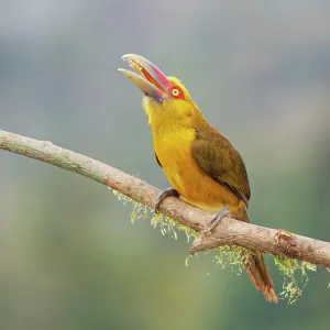 Saffron Toucanet Pteroglossus bailloni Atlantic Saffron Toucanet Pteroglossus bailloni Atlantic