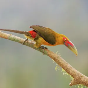 Saffron Toucanet Pteroglossus bailloni Atlantic Saffron Toucanet Pteroglossus bailloni Atlantic