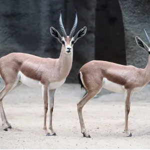 SAHARAN DORCAS GAZELLE - x two SAHARAN DORCAS GAZELLE - x two