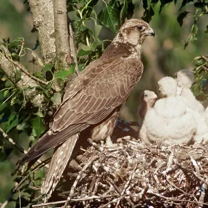 SAKER FALCON - at nest with chicks SAKER FALCON - at nest with chicks