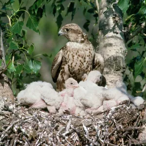 Saker Falcon - at nest with chicks Saker Falcon - at nest with chicks