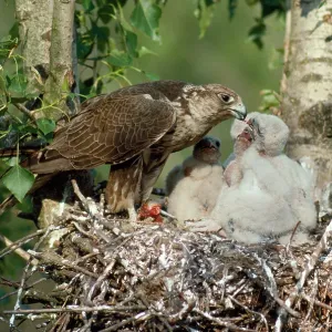 Saker Falcon - at nest feeding chicks Saker Falcon - at nest feeding chicks