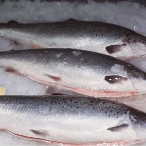 SALMON FISH FARMING in the Atlantic SALMON FISH FARMING in the Atlantic