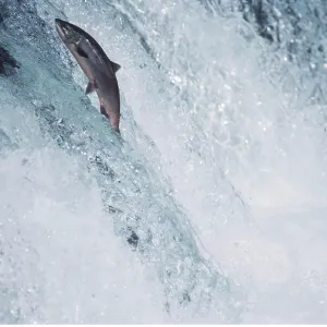 SALMON - Leaping up river SALMON - Leaping up river
