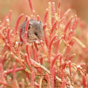 Salt Marsh Harvest MOUSE Salt Marsh Harvest MOUSE