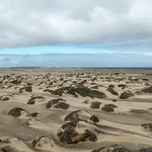 Sand hummocks caused by dwarf shrubs