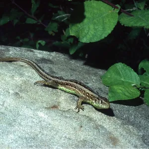 SAND LIZARD SAND LIZARD