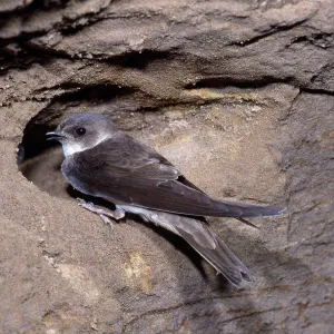 SAND MARTIN AT HOLE SAND MARTIN AT HOLE