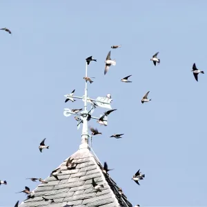 SAND MARTINS - in flight SAND MARTINS - in flight