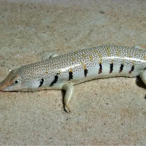 SAND SKINK / Lizard