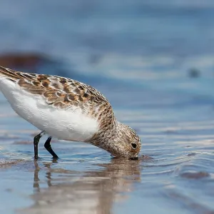 Sanderling - adult standing in shallow water on Sanderling - adult standing in shallow water on