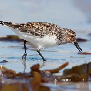 Sanderling - Single adult feeding on the tideline Sanderling - Single adult feeding on the tideline