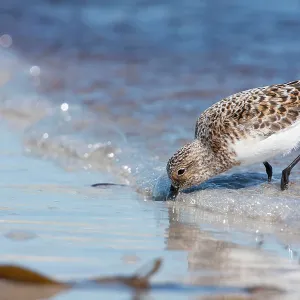 Sanderling - Single adult feeding on the tideline Sanderling - Single adult feeding on the tideline