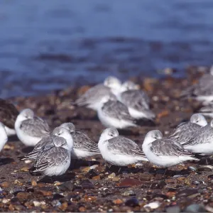 SANDERLINGS - resting by water SANDERLINGS - resting by water