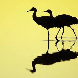 Collections: Silhouettes