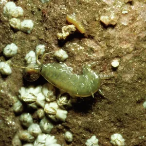 SANDHOPPER - on rocky shore SANDHOPPER - on rocky shore