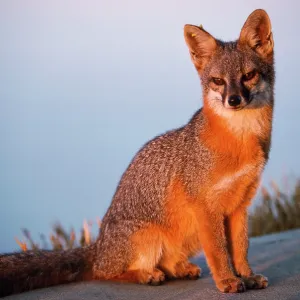 Santa Catalina Island FOX / Grey Fox Santa Catalina Island FOX / Grey Fox