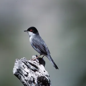 SARDINIAN WARBLER - male, perched on dead branch