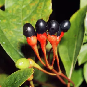 Sassafras - fruit Sassafras - fruit