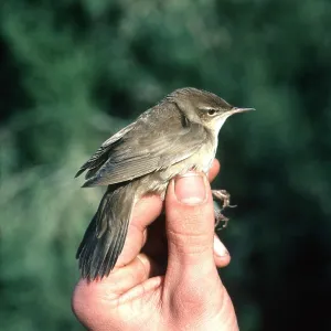 SAVI'S WARBLER - held by human hand SAVI'S WARBLER - held by human hand