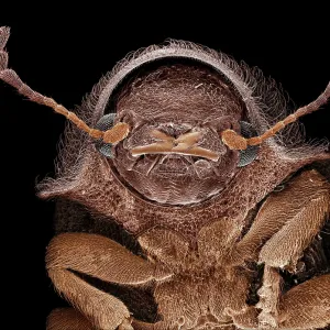 Scanning Electron Micrograph (SEM): Deathwatch Beetle Scanning Electron Micrograph (SEM): Deathwatch Beetle