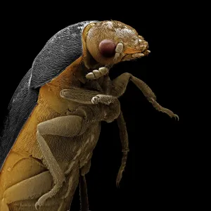 Scanning Electron Micrograph (SEM): Leather or Hide Beet Scanning Electron Micrograph (SEM): Leather or Hide Beet