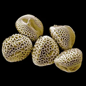 Scanning Electron micrograph (SEM): Lily Pollen grains Scanning Electron micrograph (SEM): Lily Pollen grains