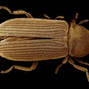 Scanning Electron Micrograph (SEM): Powder Post Beetle Scanning Electron Micrograph (SEM): Powder Post Beetle