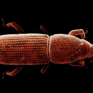 Scanning Electron Micrograph (SEM): Wood-boring Weevil Scanning Electron Micrograph (SEM): Wood-boring Weevil