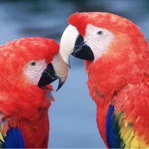 Scarlet / Red & Yellow Macaw - x two, close-up of Scarlet / Red & Yellow Macaw - x two, close-up of