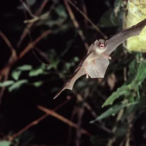 Schreiber's long-fingered bat flying into a cave Schreiber's long-fingered bat flying into a cave