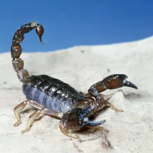 SCORPION - in threat posture SCORPION - in threat posture
