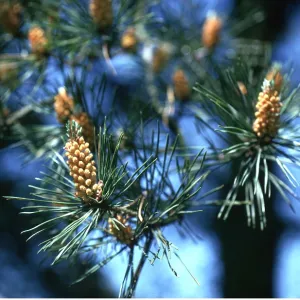SCOTS PINE - close-up of flowers SCOTS PINE - close-up of flowers