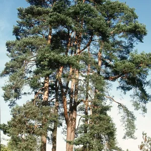 SCOTS PINE - group SCOTS PINE - group