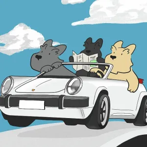 Three Scottie Dogs driving a car on a day out Three Scottie Dogs driving a car on a day out