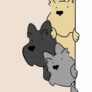 Three Scottie Dogs looking round door Three Scottie Dogs looking round door