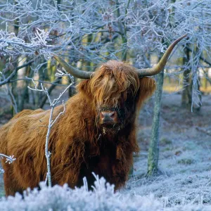 Scottish Highland Cow - in frost