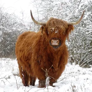 Scottish highland cow in the snowy foreland of river IJssel