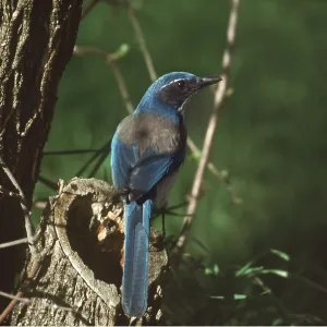SCRUB JAY SCRUB JAY