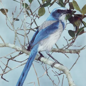 SCRUB JAY - on branch