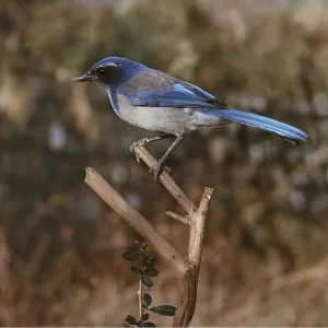 SCRUB JAY - perching on branch SCRUB JAY - perching on branch