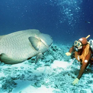 Scuba Diver with Bumphead Wrasse Scuba Diver with Bumphead Wrasse