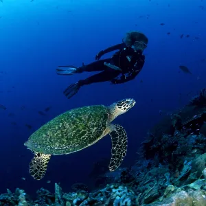 Scuba diver and Hawksbill turtle, Eretmochelys imbricata, Cr Scuba diver and Hawksbill turtle, Eretmochelys imbricata, Cr