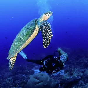 Scuba diver and Hawksbill turtle, Eretmochelys imbricata, Cr Scuba diver and Hawksbill turtle, Eretmochelys imbricata, Cr