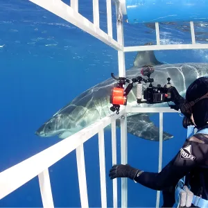 Scuba diver photographing from a cage Great white shark, Car Scuba diver photographing from a cage Great white shark, Car