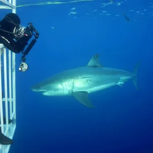 Scuba diver photographing from a cage Great white shark, Car Scuba diver photographing from a cage Great white shark, Car