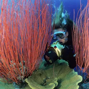 Scuba diver photographing hard corals and red sea whips, Ell Scuba diver photographing hard corals and red sea whips, Ell