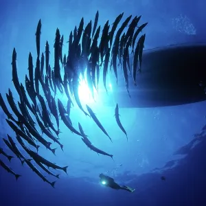 Scuba diver and school of barracuda, Sphyraena qenie, under Scuba diver and school of barracuda, Sphyraena qenie, under