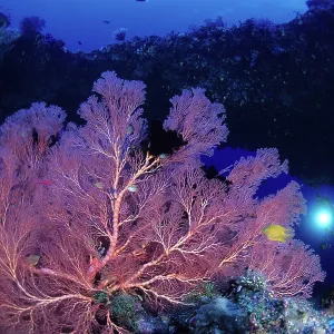 Scuba diver and seafan, Melithaea sp. West New Britain, Pap Scuba diver and seafan, Melithaea sp. West New Britain, Pap